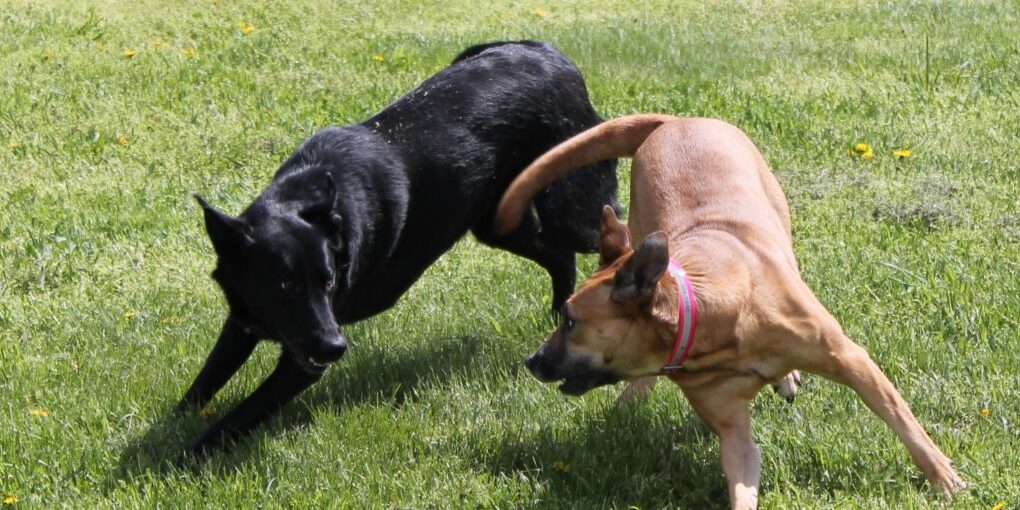 Fight-for-What-You-Want-1280×510