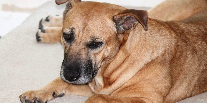 Luci-sleepy-face-800×591-800×510