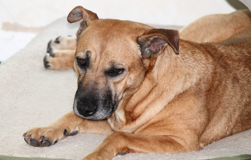 Luci-sleepy-face-800×591-800×510