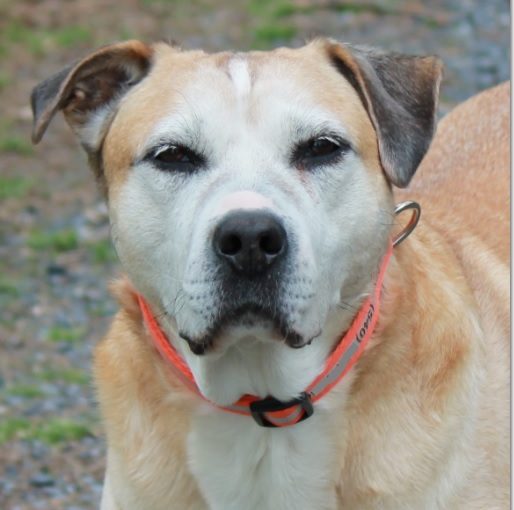 Mels-Magnificent-Mindset-514×510