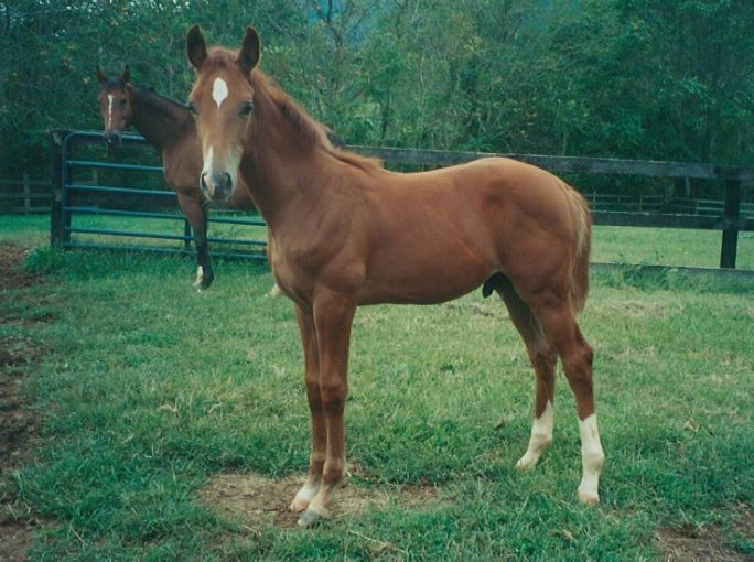 Noble_1-month-684×510