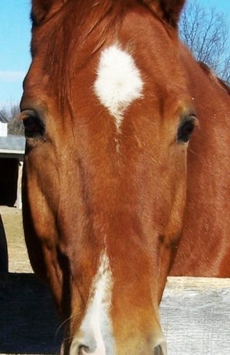 Noble_Dec-2010_head-shot_small-331×800-331×510