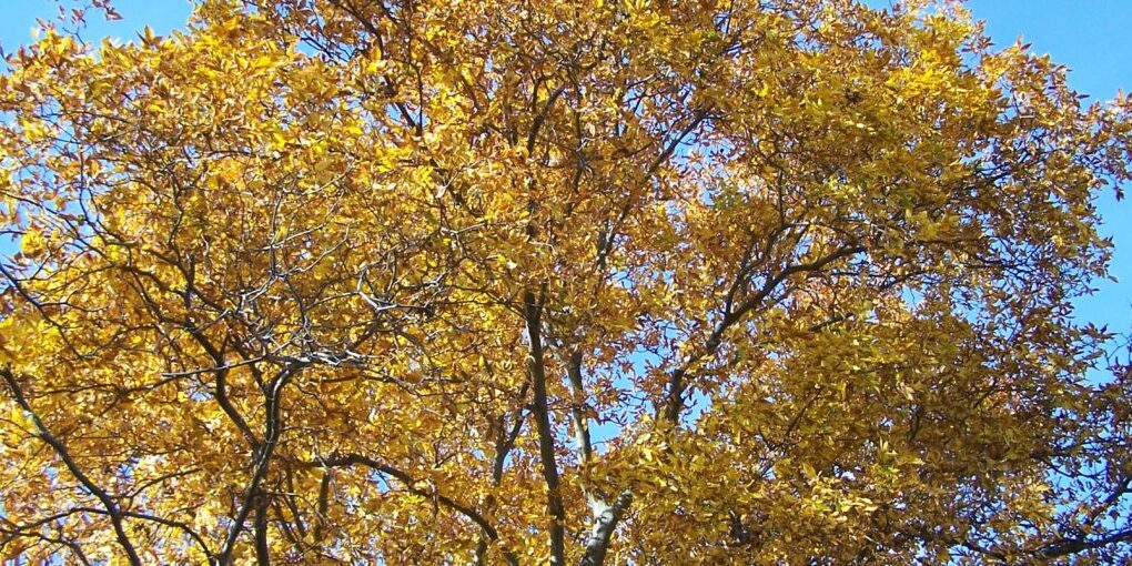 Your-Abundance-Plan-1280×510