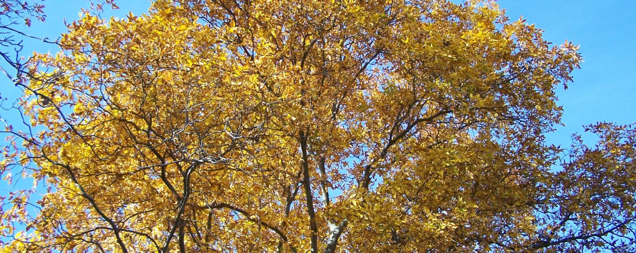 Your-Abundance-Plan-1280×510