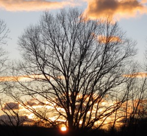 sunrise-tree-Dec-2011-1024×954-300×279