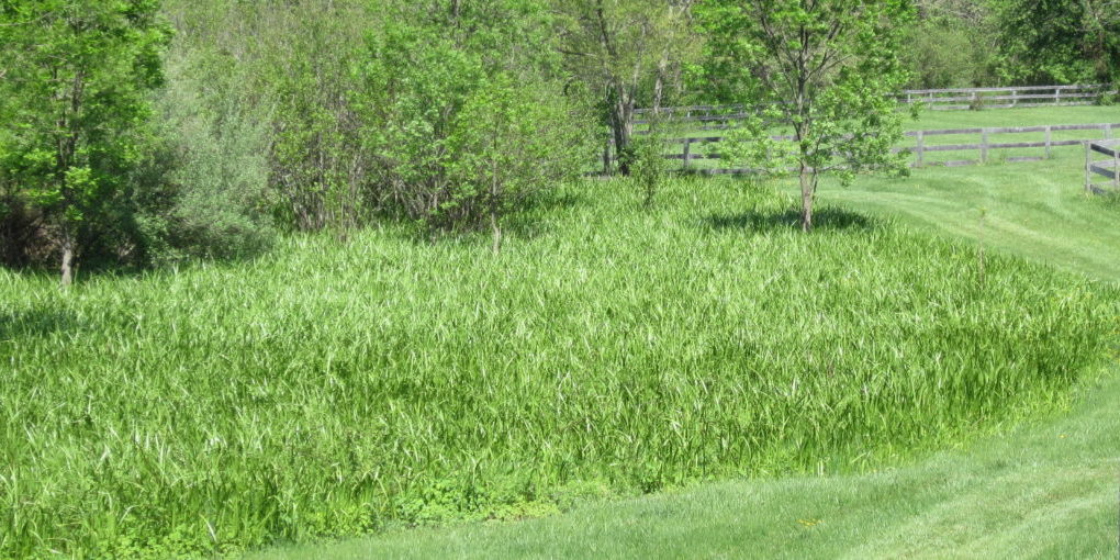 Wetland_May-2013-1280×510 wetland