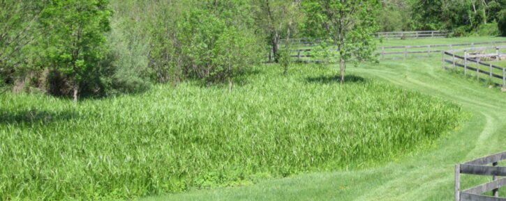 Wetland_May-2013-1280×510 wetland